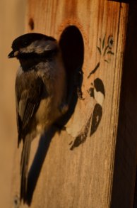 Chickadee perched on his personalized birdhouse