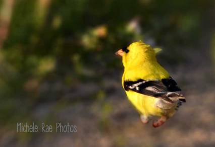 Goldfinch scouting his turf